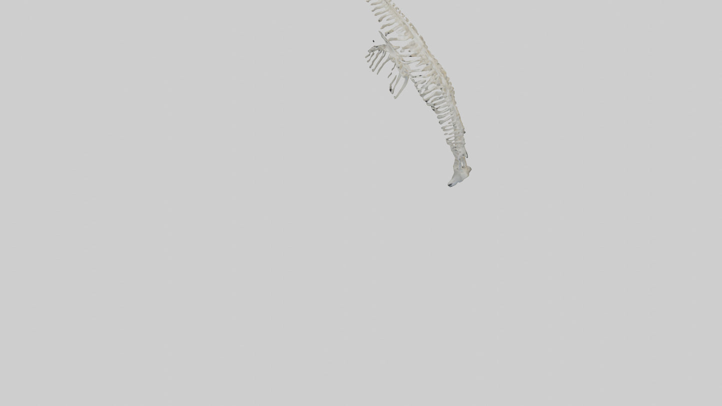 Dolphin Tail Skeleton model VR / AR / low-poly