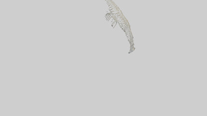 Dolphin Tail Skeleton model VR / AR / low-poly