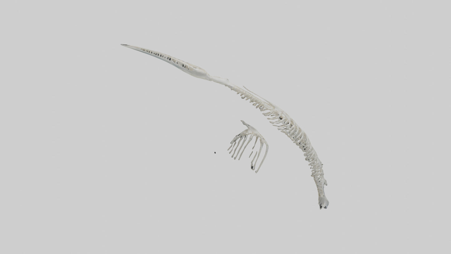 Dolphin Tail Skeleton model VR / AR / low-poly