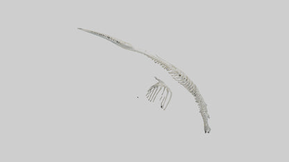 Dolphin Tail Skeleton model VR / AR / low-poly