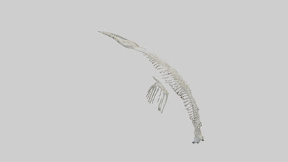Dolphin Tail Skeleton model VR / AR / low-poly