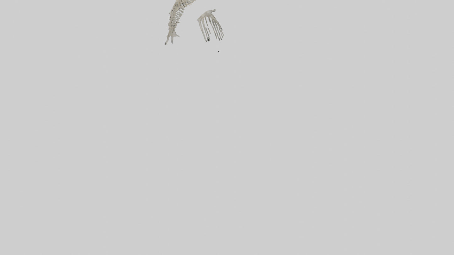 Dolphin Tail Skeleton model VR / AR / low-poly