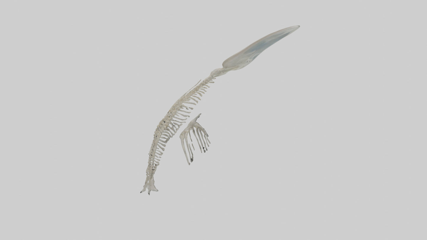 Dolphin Tail Skeleton model VR / AR / low-poly