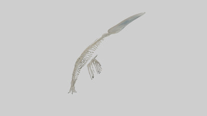 Dolphin Tail Skeleton model VR / AR / low-poly