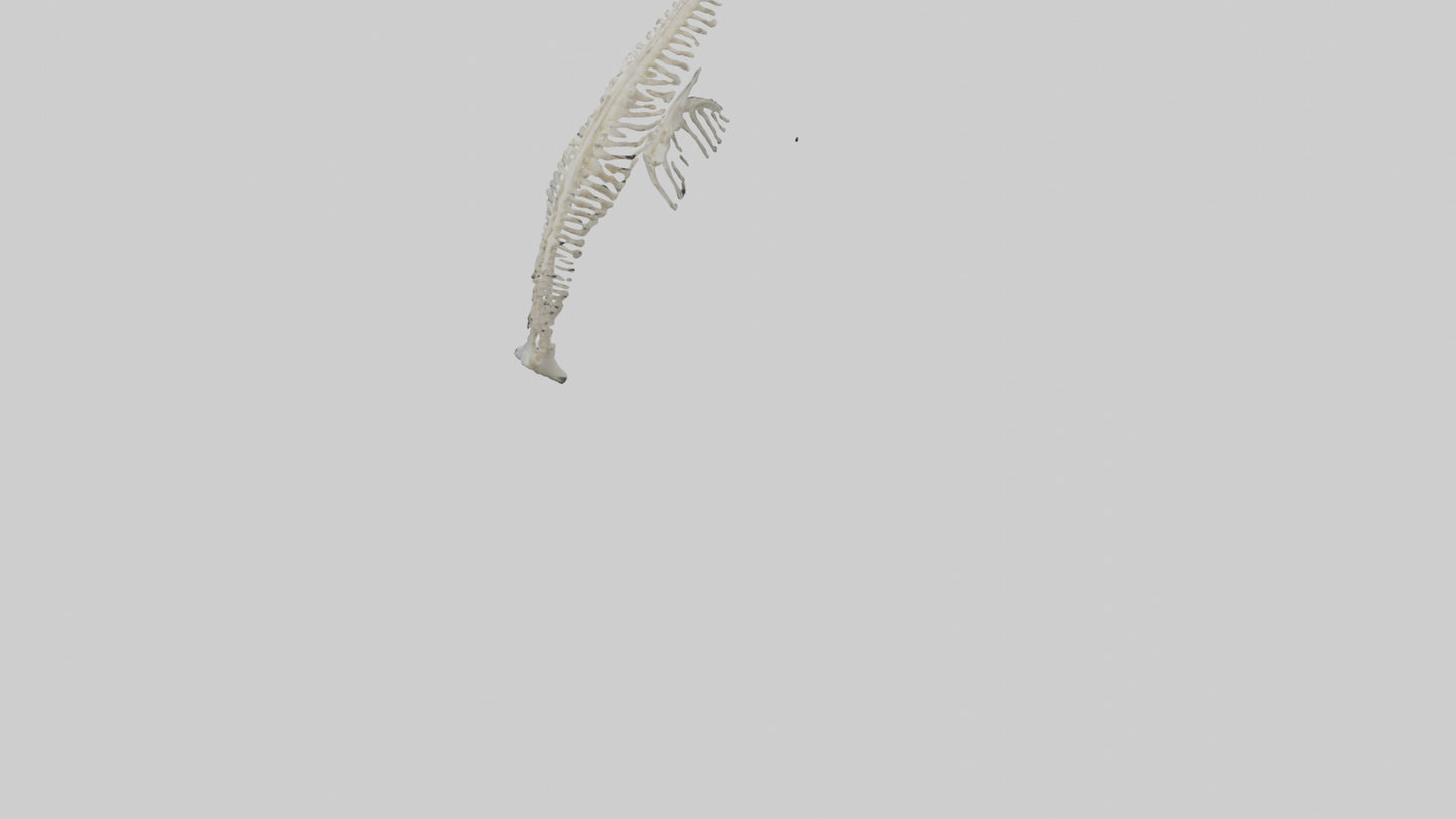 Dolphin Tail Skeleton model VR / AR / low-poly
