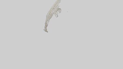 Dolphin Tail Skeleton model VR / AR / low-poly