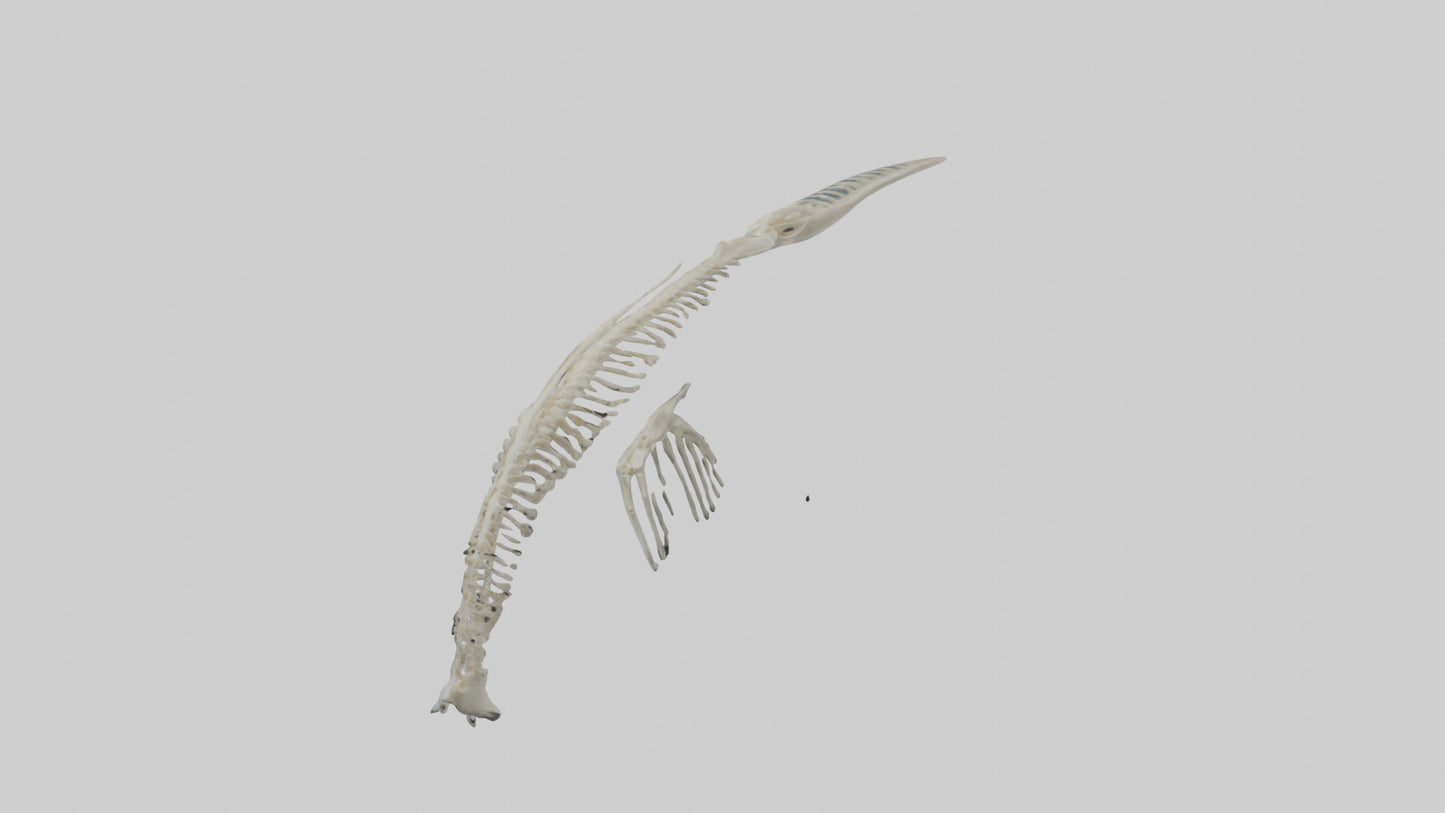 Dolphin Tail Skeleton model VR / AR / low-poly