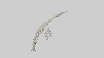 Dolphin Tail Skeleton model VR / AR / low-poly