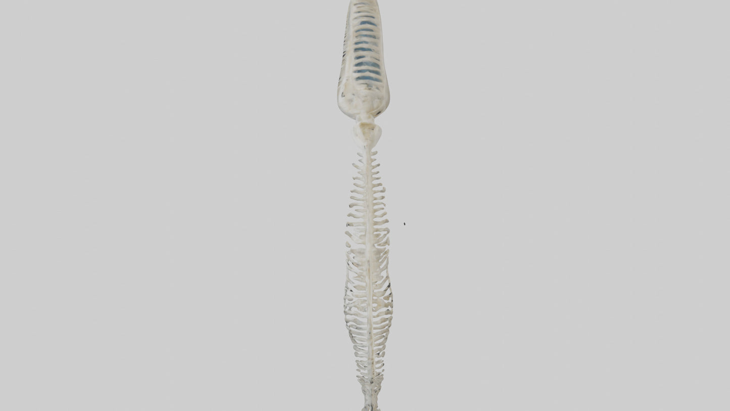 Dolphin Tail Skeleton model VR / AR / low-poly