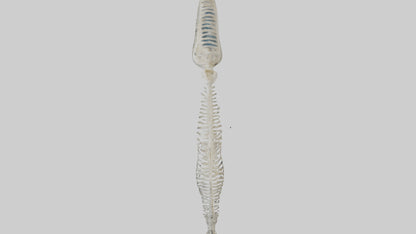 Dolphin Tail Skeleton model VR / AR / low-poly