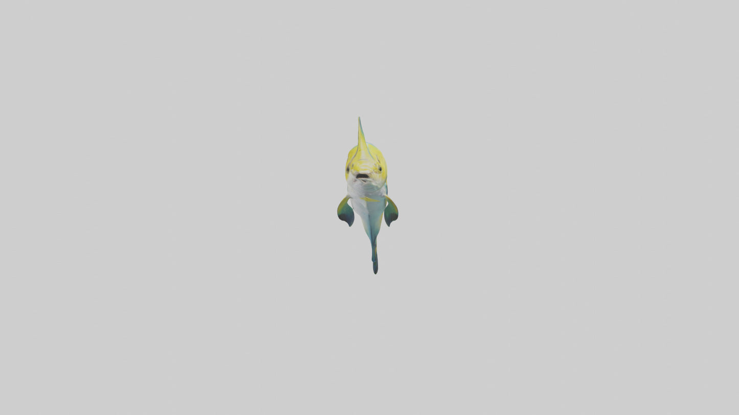 3D model Dolphinfish leaping model VR / AR / low-poly