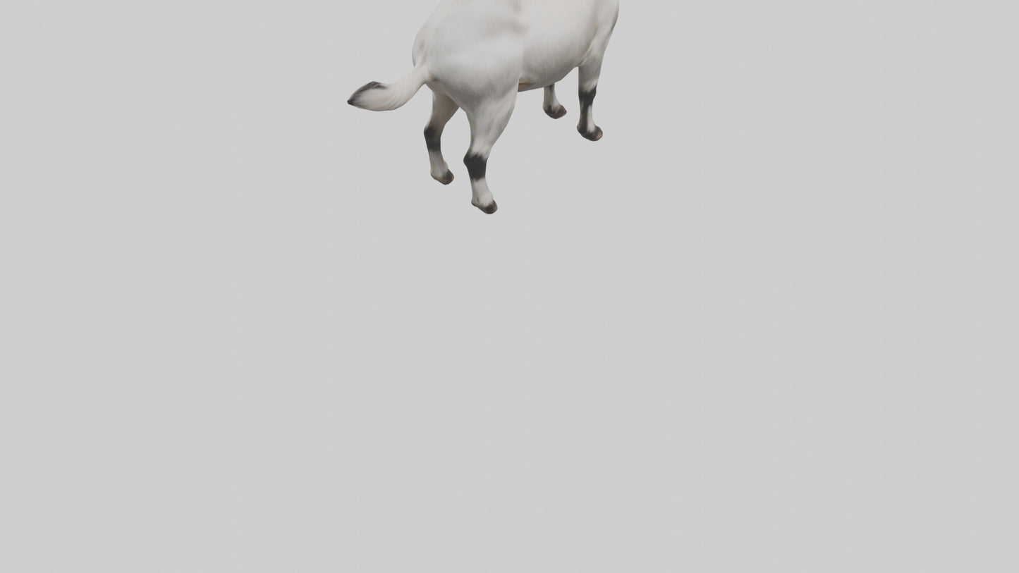 Domesticated Goat standing model 3D model