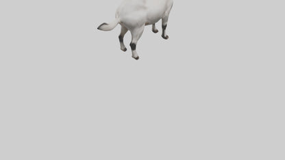Domesticated Goat standing model 3D model