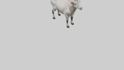 Domesticated Goat standing model 3D model