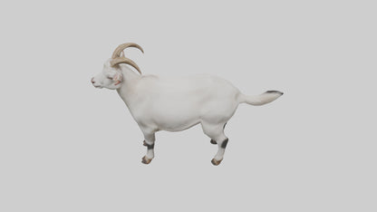 Domesticated Goat standing model 3D model