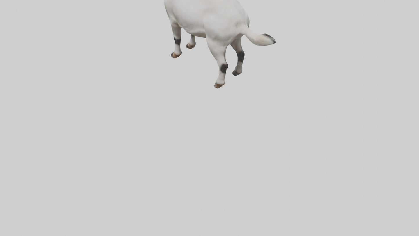 Domesticated Goat standing model 3D model
