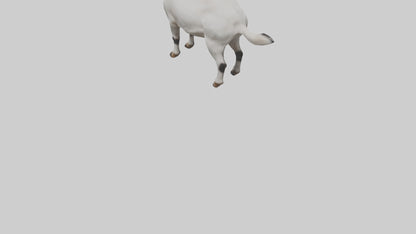 Domesticated Goat standing model 3D model