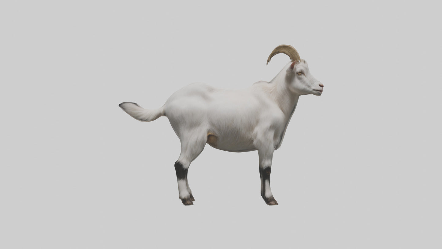Domesticated Goat standing model 3D model