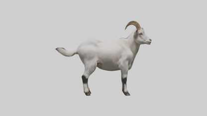 Domesticated Goat standing model 3D model