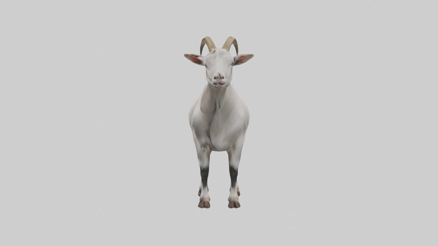 Domesticated Goat standing model 3D model