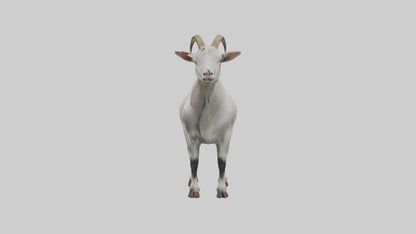 Domesticated Goat standing model 3D model