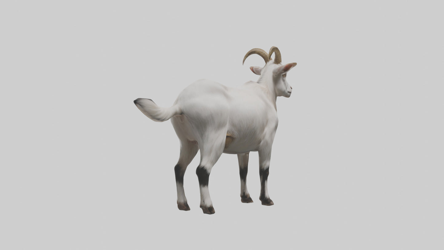 Domesticated Goat standing model 3D model