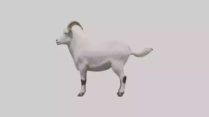 Domesticated Goat standing model 3D model