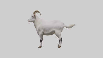 Domesticated Goat standing model 3D model