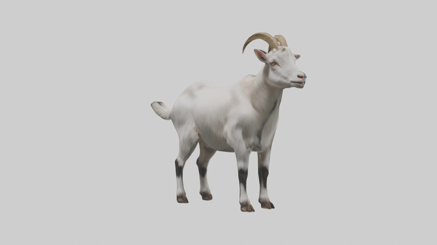 Domesticated Goat standing model 3D model