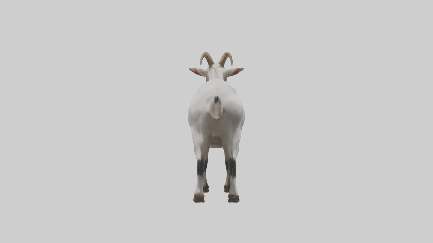Domesticated Goat standing model 3D model