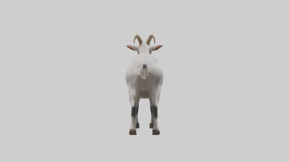 Domesticated Goat standing model 3D model