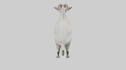 Domesticated Goat standing model 3D model