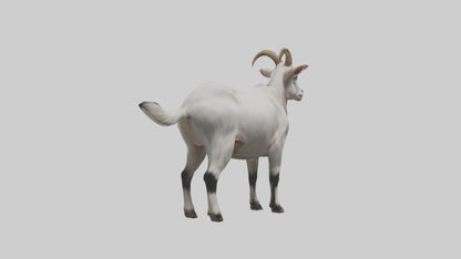 Domesticated Goat standing model 3D model