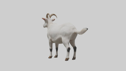 Domesticated Goat standing model 3D model