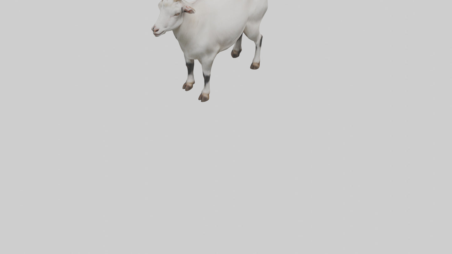 Domesticated Goat standing model 3D model