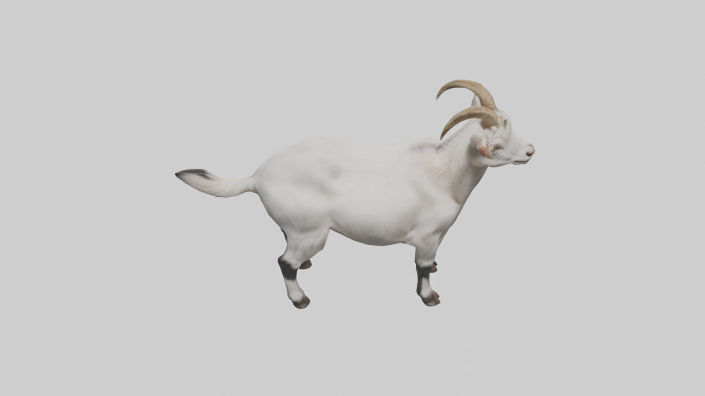 Domesticated Goat standing model 3D model