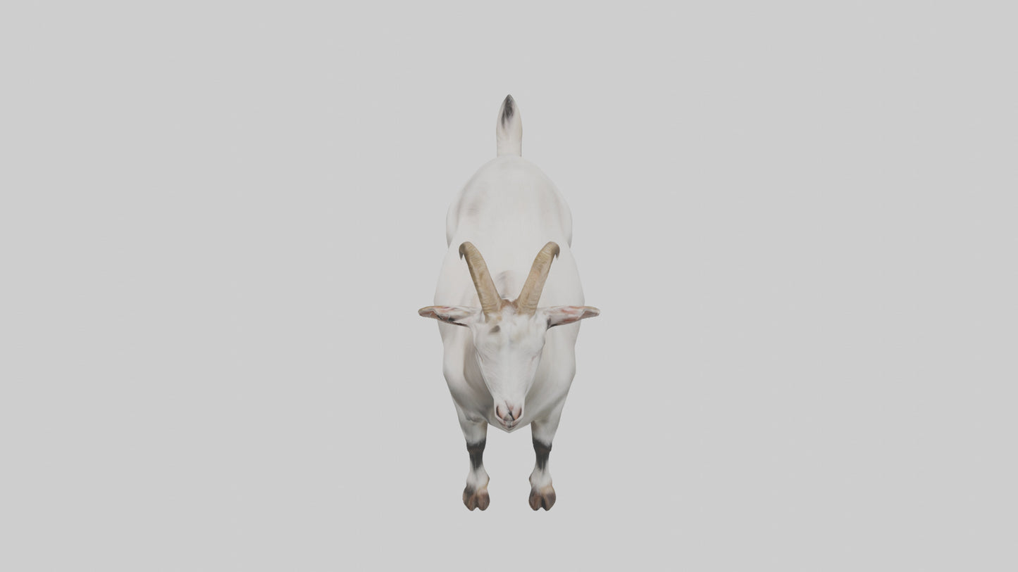 Domesticated Goat standing model 3D model