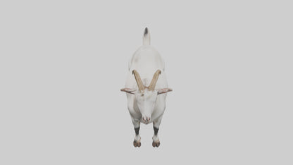 Domesticated Goat standing model 3D model