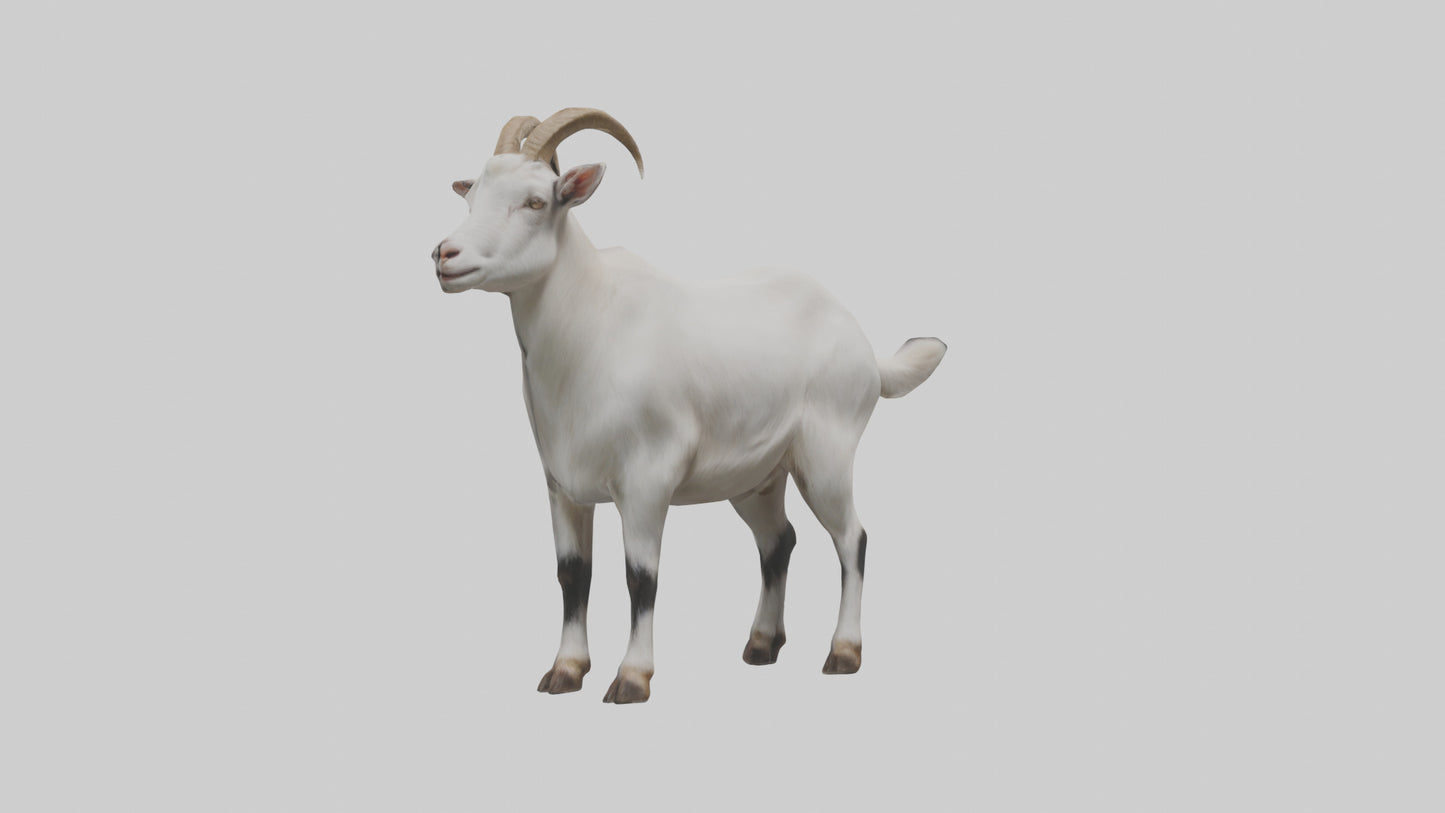 Domesticated Goat standing model 3D model