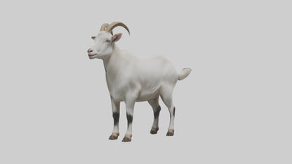 Domesticated Goat standing model 3D model
