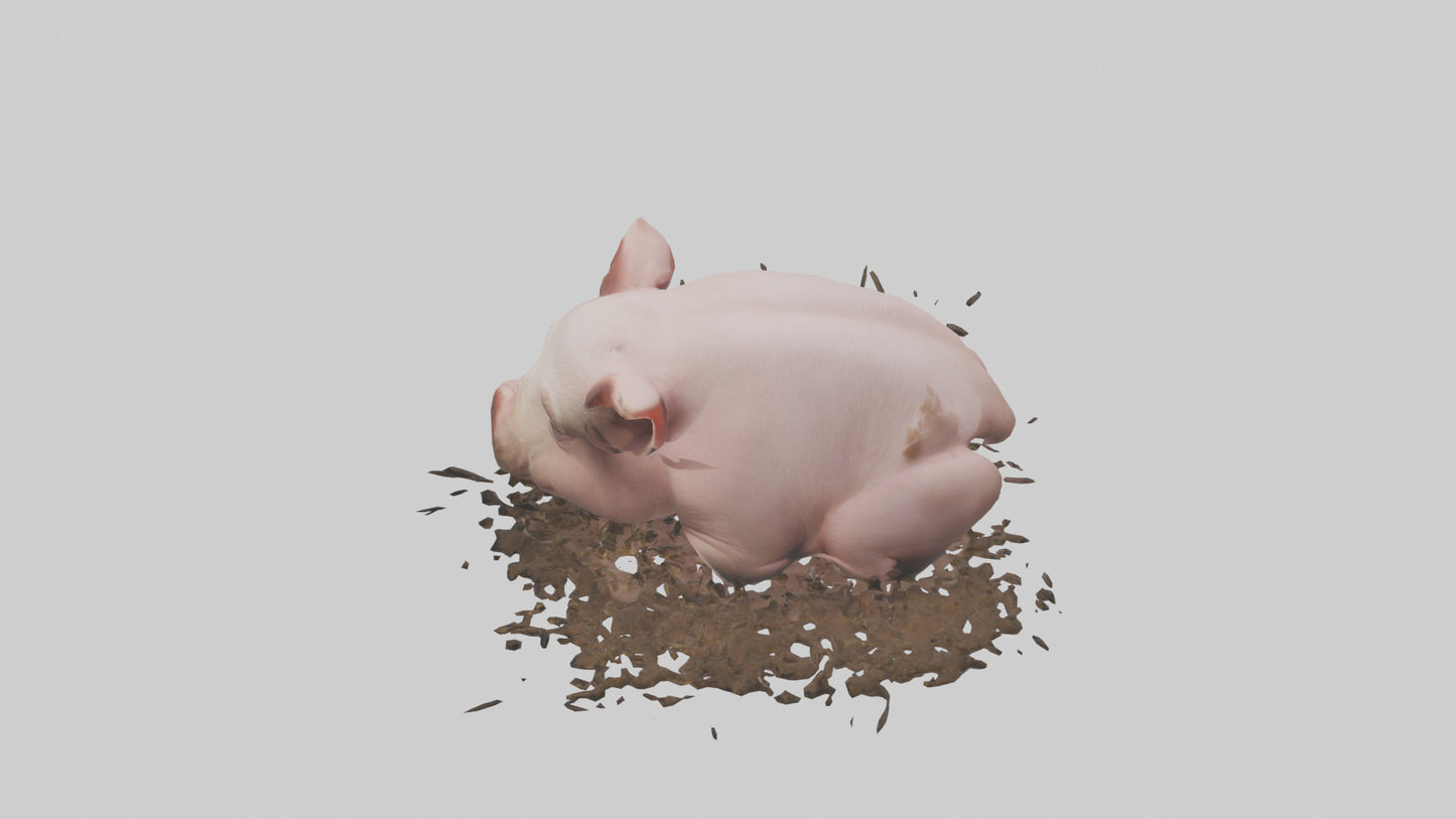 Domesticated Pig sleeping model 3D model
