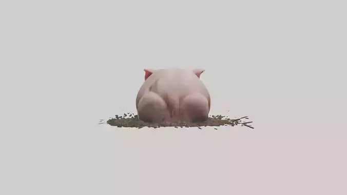 Domesticated Pig sleeping model 3D model