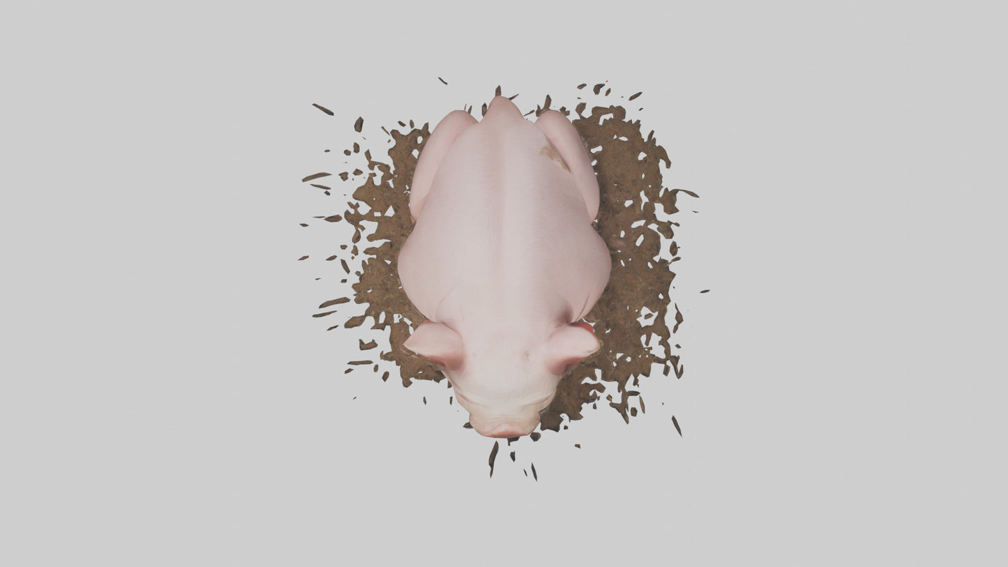 Domesticated Pig sleeping model 3D model