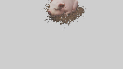 Domesticated Pig sleeping model 3D model