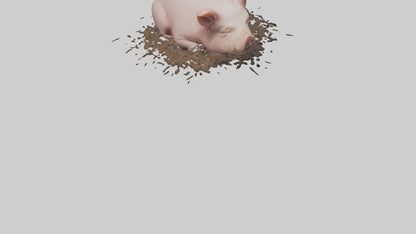 Domesticated Pig sleeping model 3D model