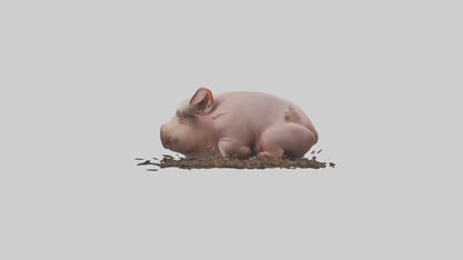 Domesticated Pig sleeping model 3D model