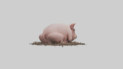 Domesticated Pig sleeping model 3D model