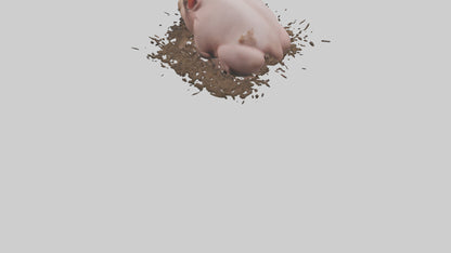 Domesticated Pig sleeping model 3D model