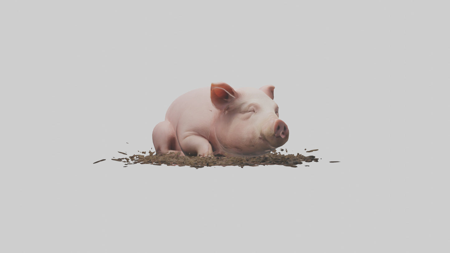Domesticated Pig sleeping model 3D model