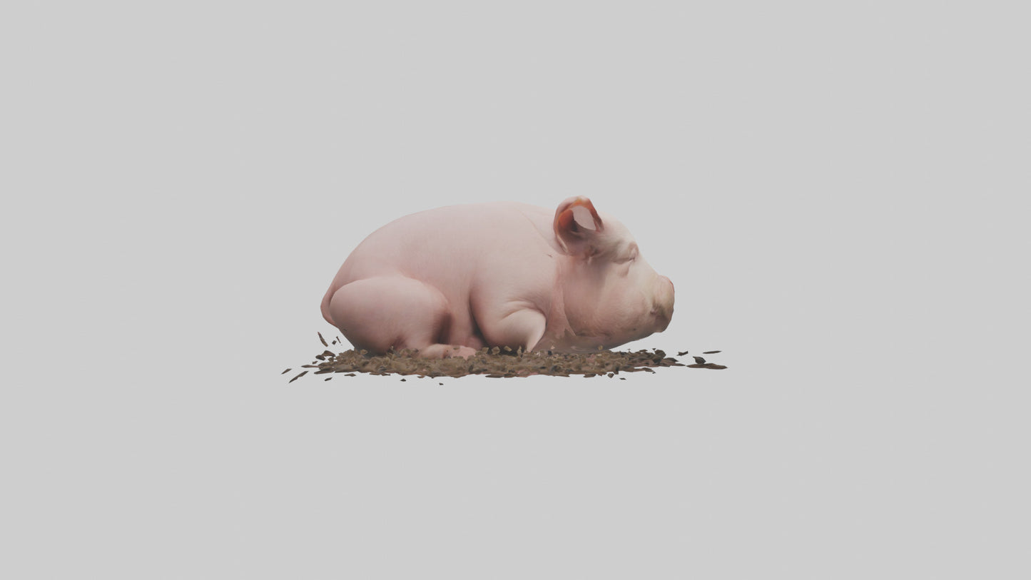 Domesticated Pig sleeping model 3D model